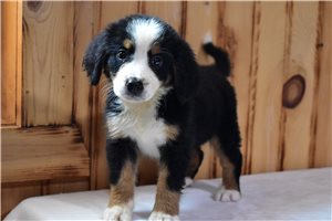 Paisley - Bernese Mountain Dog for sale