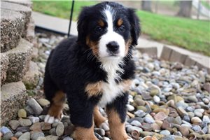 Iris - Bernese Mountain Dog for sale