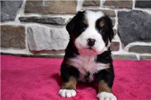 Lily - puppy for sale