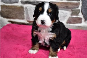 Lydia - Bernese Mountain Dog for sale