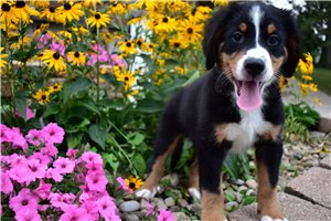 Phineas - Bernese Mountain Dog for sale