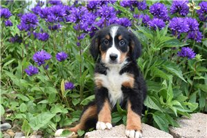 Frida - Bernese Mountain Dog for sale
