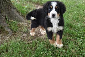 Renea - Bernese Mountain Dog for sale