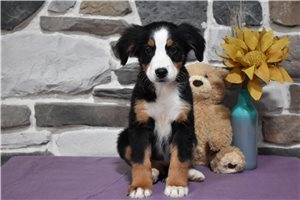 Diana - Bernese Mountain Dog for sale