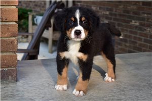 Phineas - Bernese Mountain Dog for sale