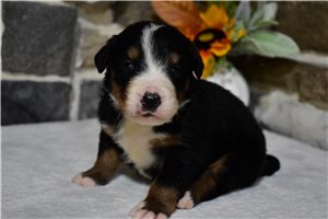 Kenny - Bernese Mountain Dog for sale