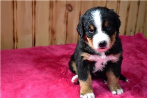 Ignacio - Bernese Mountain Dog for sale