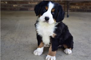 Monty - Bernese Mountain Dog for sale