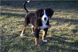 Daniel - Bernese Mountain Dog for sale