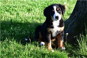 Isabella - Bernese Mountain Dog for sale