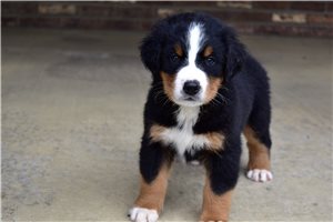 Ignacio - Bernese Mountain Dog for sale