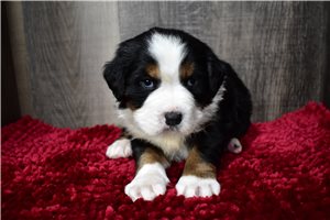 Monty - Bernese Mountain Dog for sale