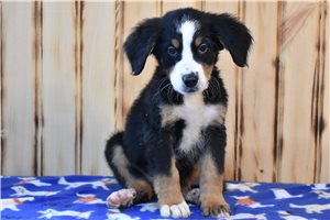 David - Bernese Mountain Dog for sale