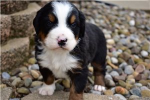Lawson - Bernese Mountain Dog for sale