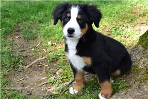 Ivanna - puppy for sale