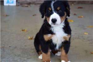 Kenny - Bernese Mountain Dog for sale