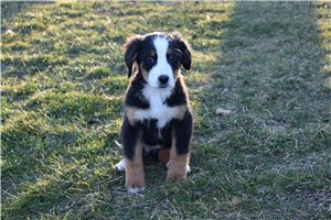 Dream - Bernese Mountain Dog for sale