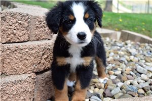 Ivanna - Bernese Mountain Dog for sale