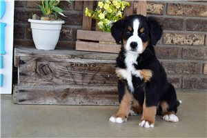 Isabella - Bernese Mountain Dog for sale