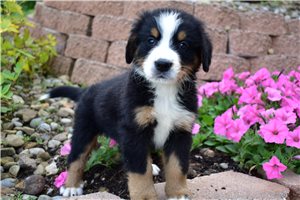 Puck - Bernese Mountain Dog for sale