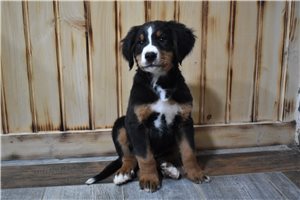 Declan - Bernese Mountain Dog for sale
