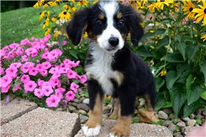Penelope - Bernese Mountain Dog for sale