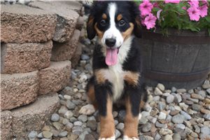 Ridley - Bernese Mountain Dog for sale
