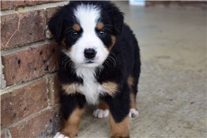 Ivanna - Bernese Mountain Dog for sale