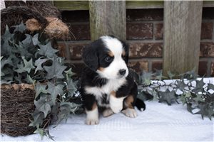 Blaire - Bernese Mountain Dog for sale