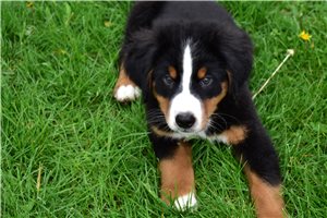 Ignacio - Bernese Mountain Dog for sale