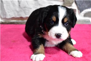 Liam - puppy for sale