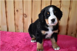 Isaac - Bernese Mountain Dog for sale
