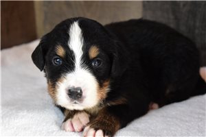 Phineas - Bernese Mountain Dog for sale