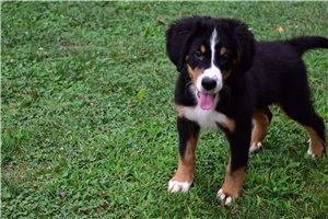 Phineas - Bernese Mountain Dog for sale