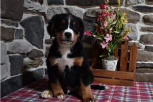 Socks - Bernese Mountain Dog for sale