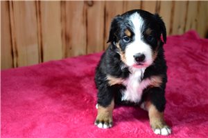 Iris - Bernese Mountain Dog for sale