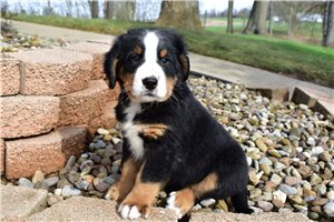 Isaac - Bernese Mountain Dog for sale