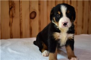Pippy - Bernese Mountain Dog for sale