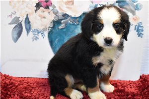 Remy - Bernese Mountain Dog for sale