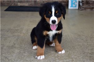 Ignacio - Bernese Mountain Dog for sale