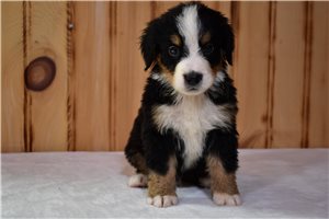 Porter - Bernese Mountain Dog for sale