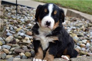 Link - puppy for sale