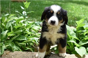 Rigby - Bernese Mountain Dog for sale