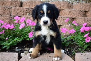 Plum - Bernese Mountain Dog for sale