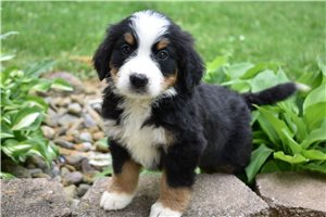Renea - puppy for sale