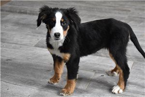 Dream - Bernese Mountain Dog for sale