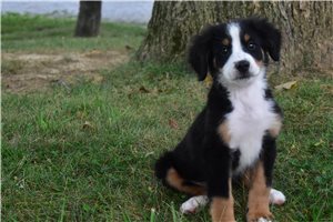 Paxton - Bernese Mountain Dog for sale