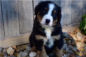 Kelsey - Bernese Mountain Dog for sale