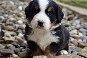 Leon - Bernese Mountain Dog for sale