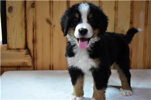 Porter - Bernese Mountain Dog for sale